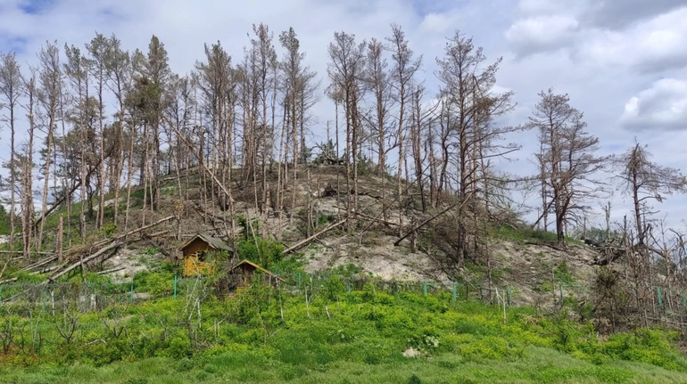 Росіяни знищили більше 60 тисяч гектарів українського лісу